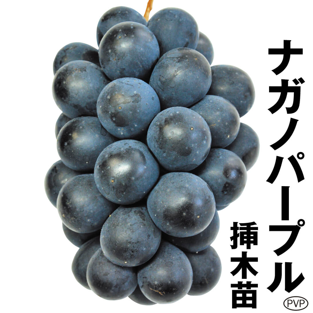 果樹苗 ブドウ ナガノパープルPVP 挿木苗