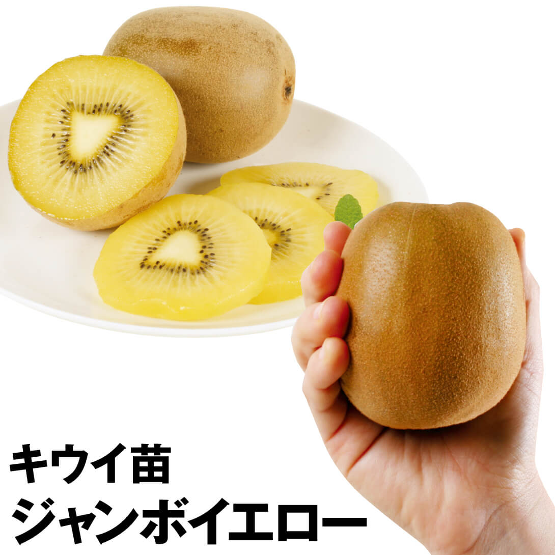 果樹苗 キウイ ジャンボイエロー(メス木)