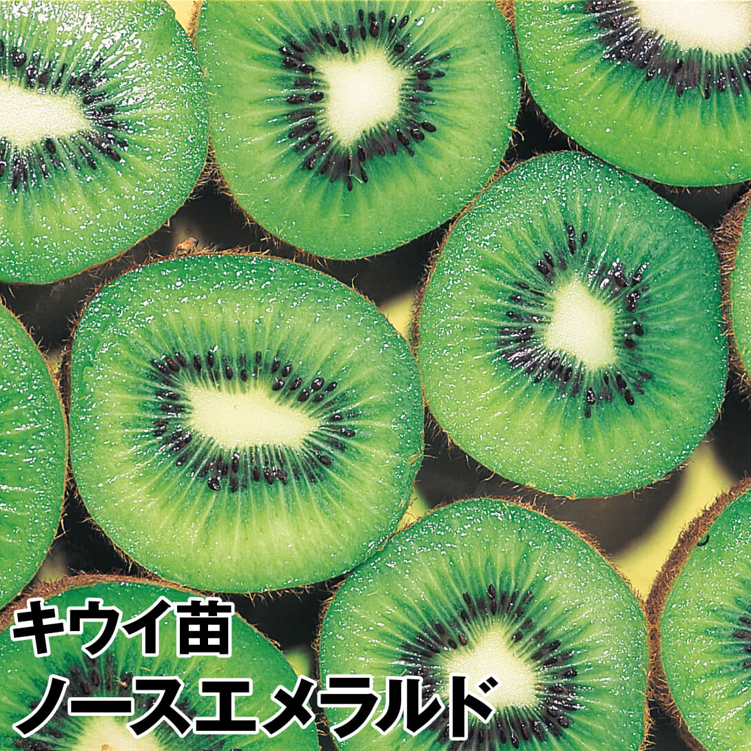 果樹苗 キウイ ノースエメラルド(メス木) 1株