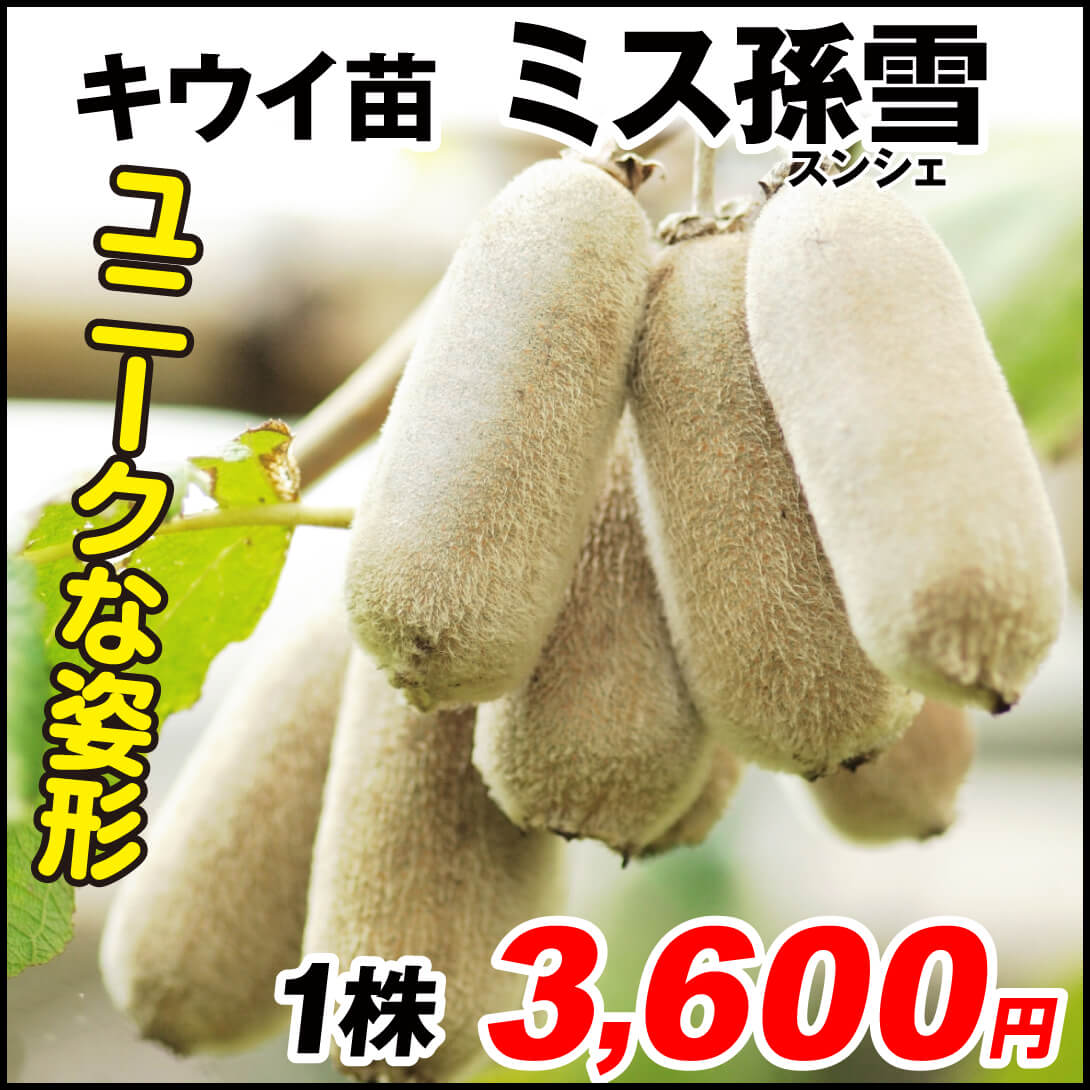 ミス孫雪