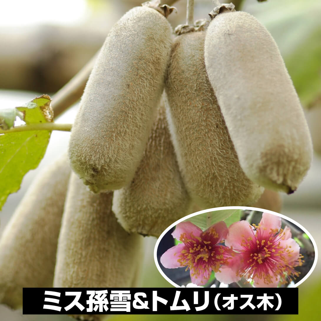 果樹苗 キウイ ミス孫雪＆トムリ 2種2株