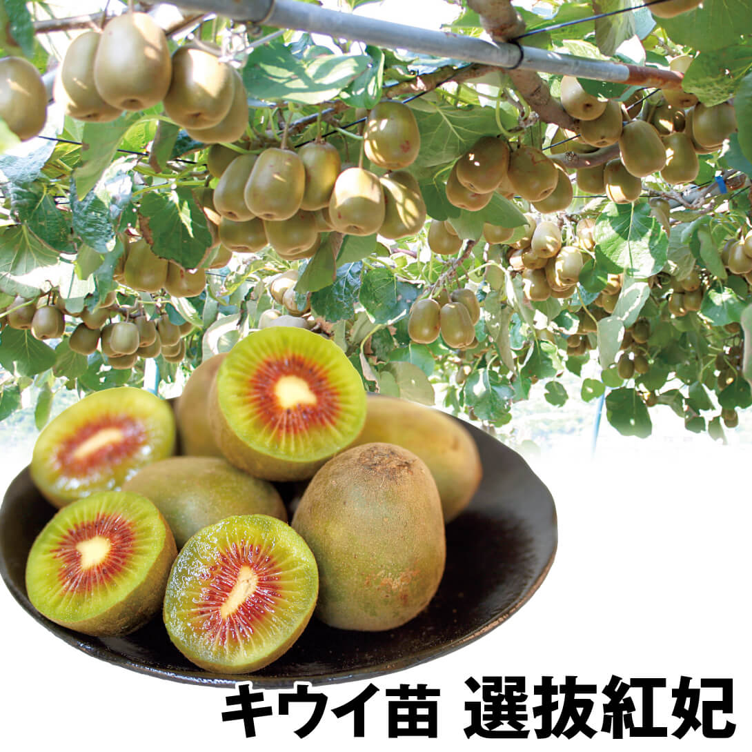 果樹苗 キウイ 選抜紅妃(メス木)