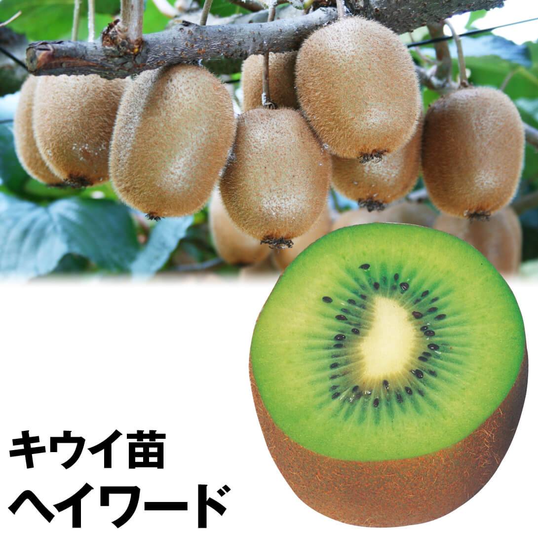 果樹苗 キウイ ヘイワード（メス木） 1株