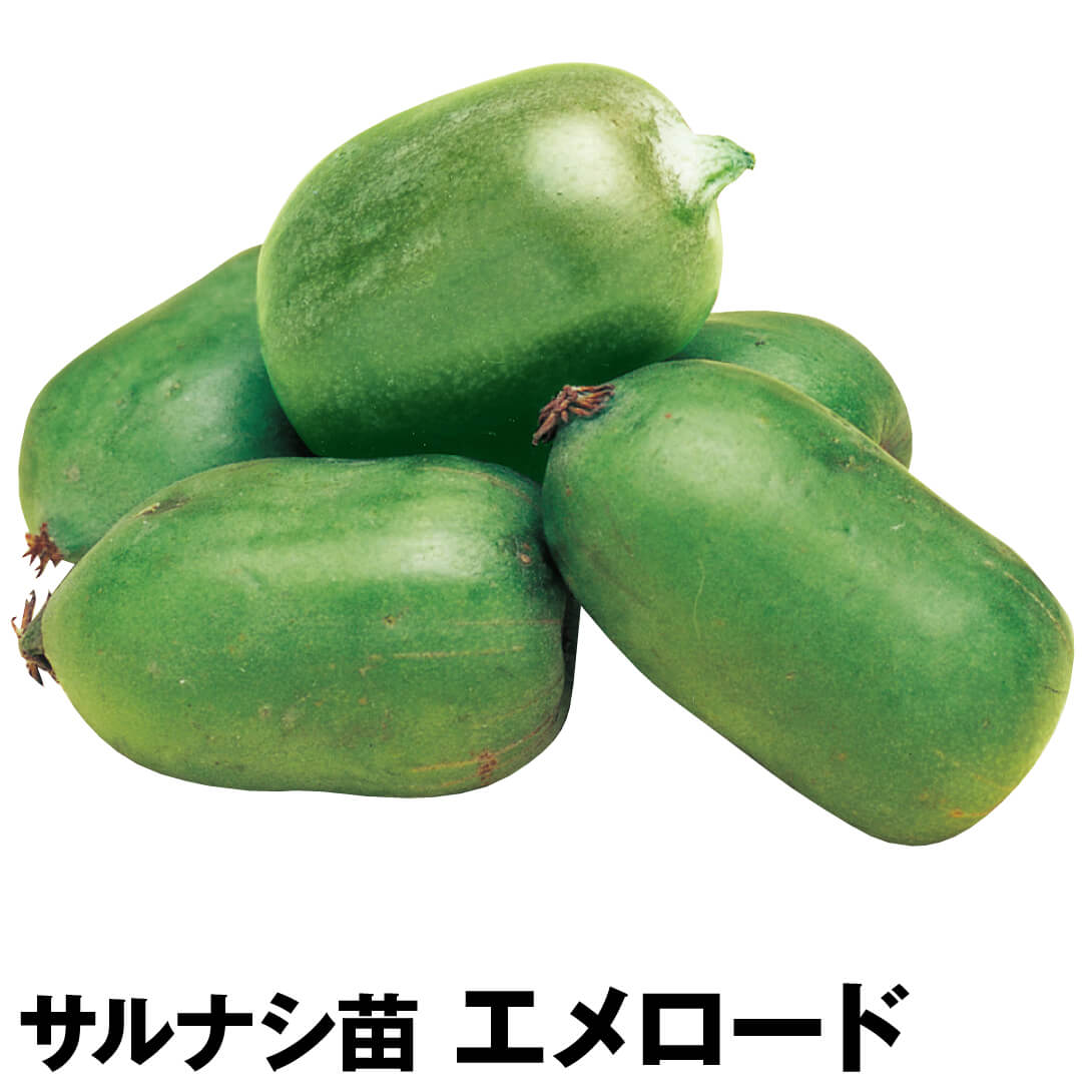 果樹苗 サルナシ エメロード 1株