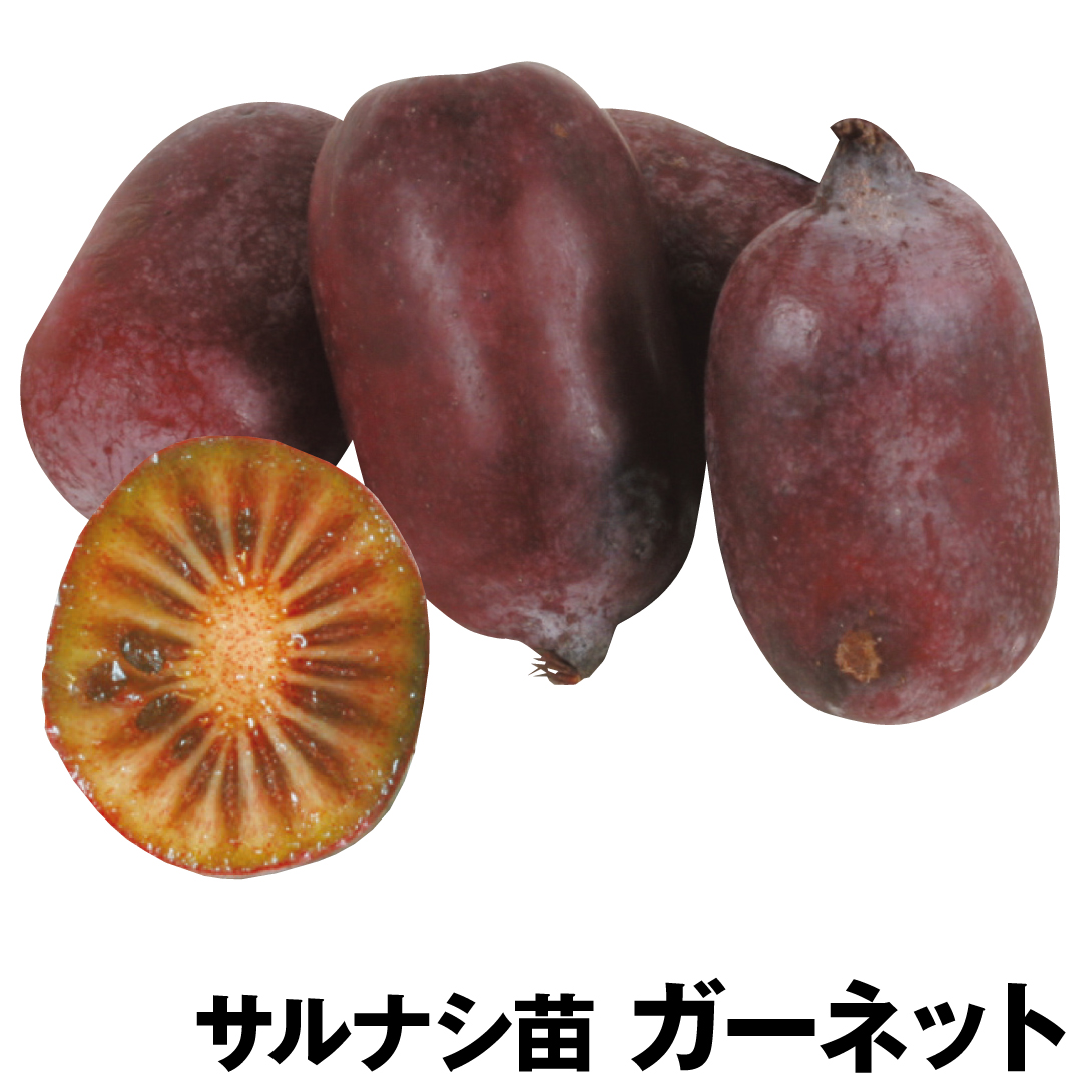 果樹苗 サルナシ ガーネット 1株