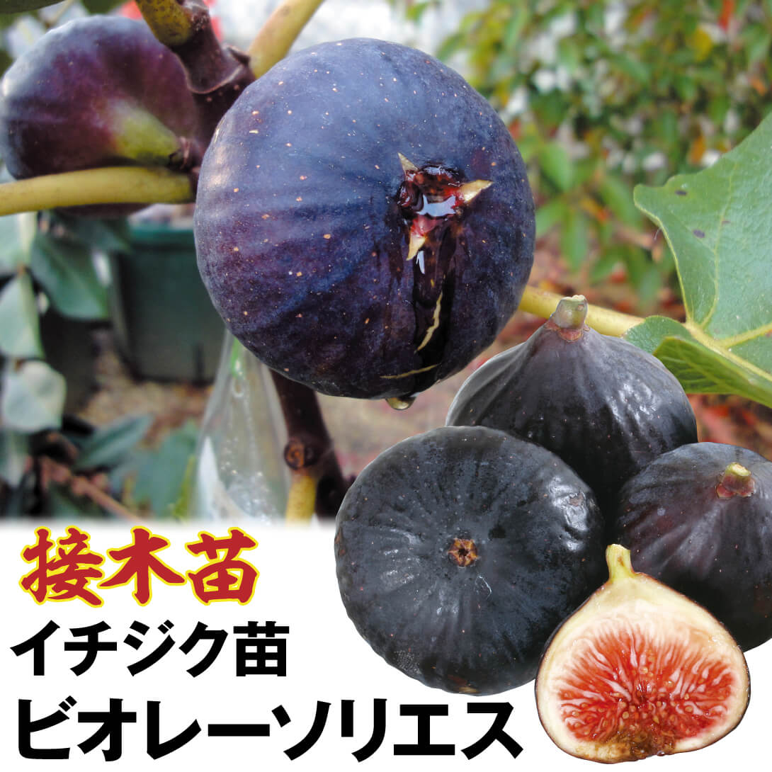 果樹苗 イチジク ビオレーソリエス 接木苗 1株