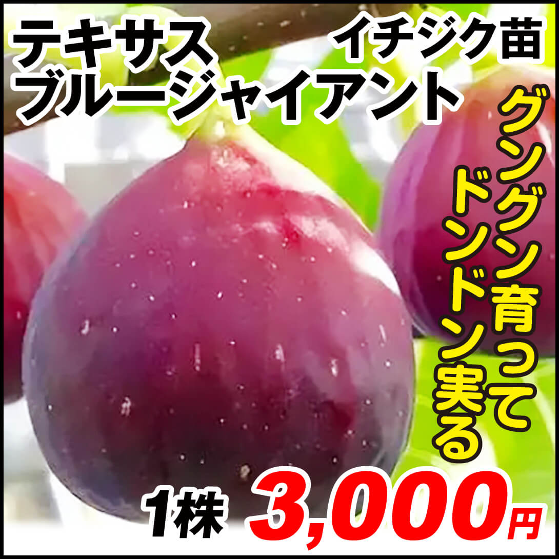テキサスブルージャイアント