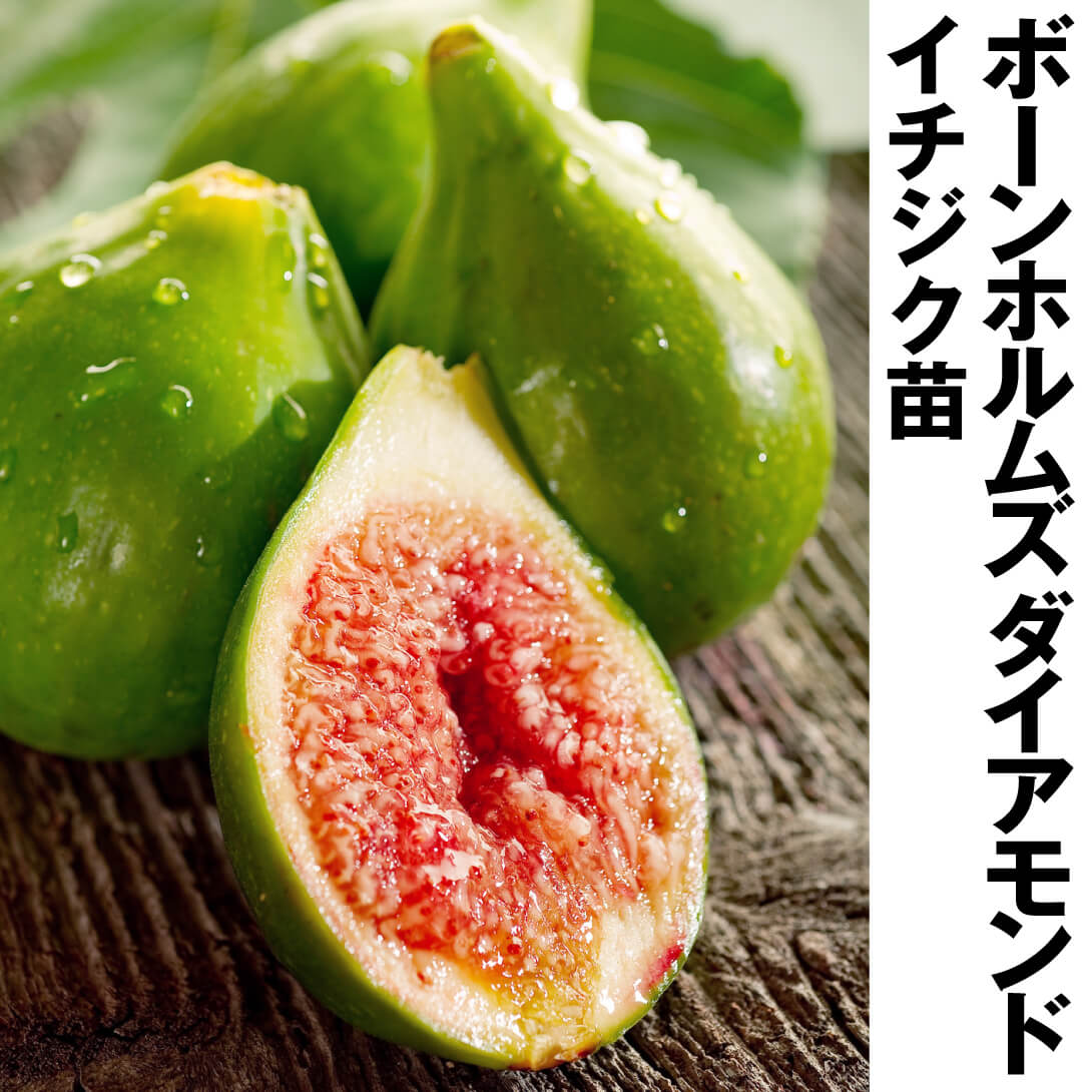 果樹苗 イチジク ボーンホルムズ ダイアモンド 1株