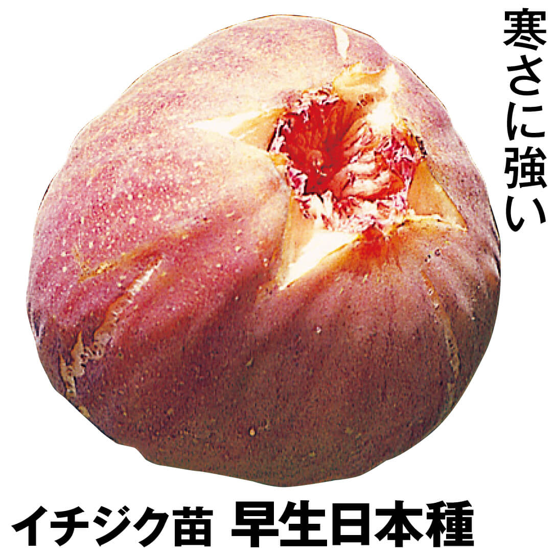 果樹苗 イチジク 早生日本種 1株