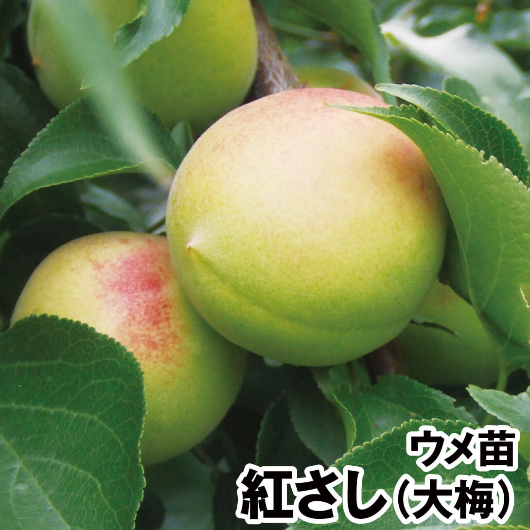 果樹苗 ウメ 紅さし(大梅) 1株