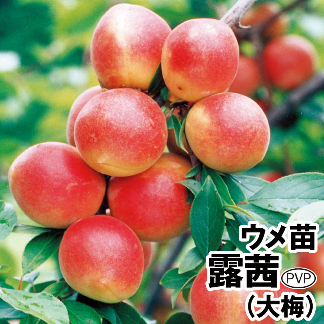 果樹苗 ウメ 露茜PVP(大梅) 1株