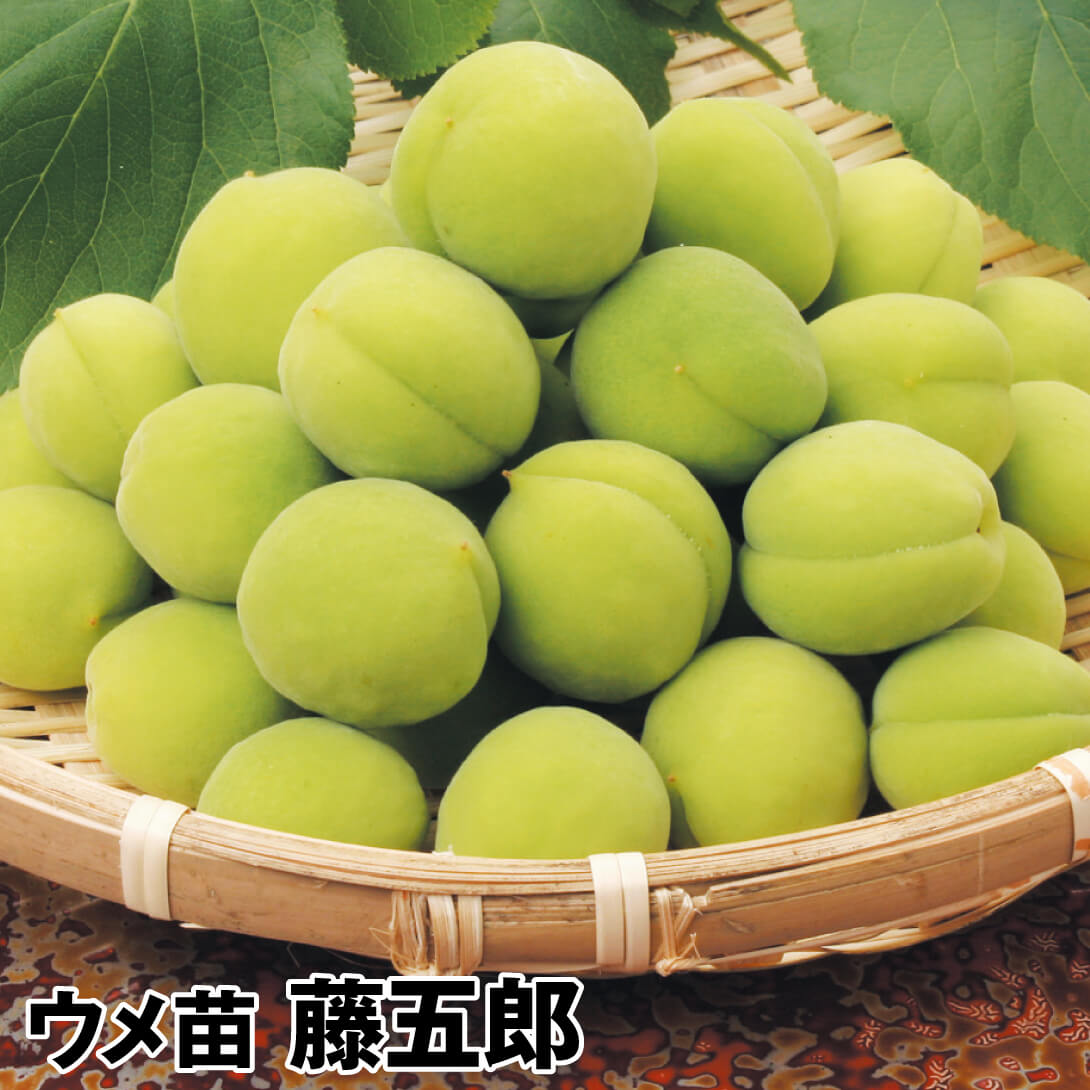 果樹苗 ウメ 藤五郎（大梅） 1株