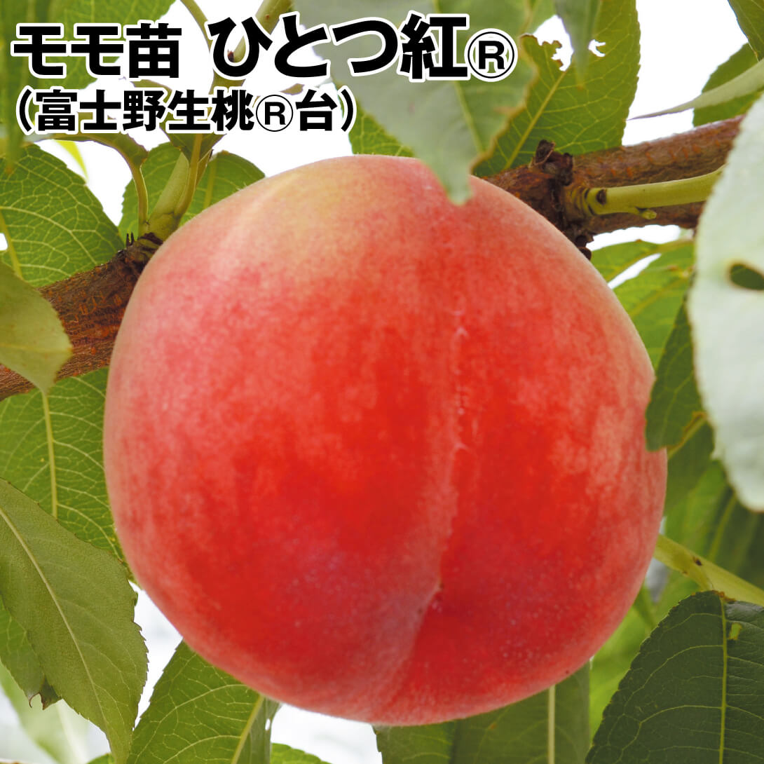果樹苗 モモ ひとつ紅R 富士野生桃R 1株