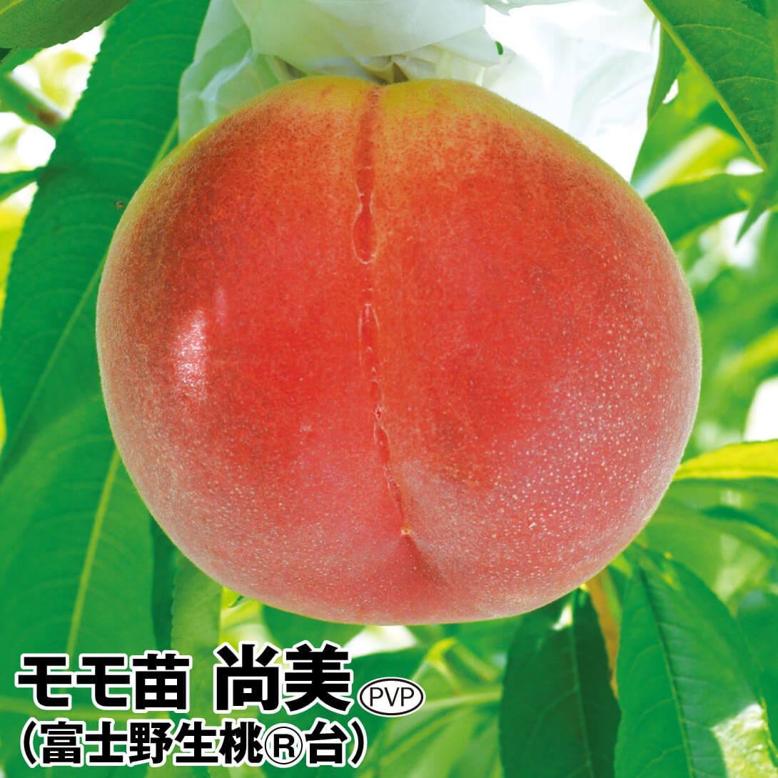 果樹苗 モモ 尚美PVP 富士野生桃R 1株