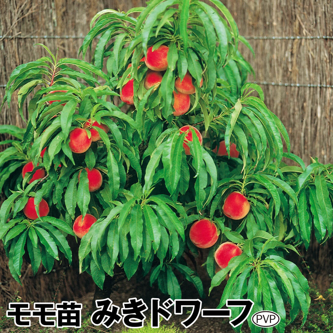 果樹苗 モモ みきドワーフPVP 1株