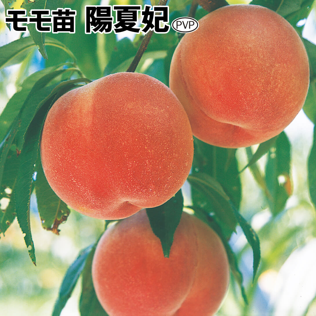 果樹苗 モモ 陽夏妃PVP 1株