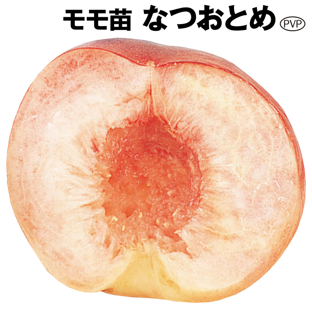 果樹苗 モモ なつおとめPVP 1株