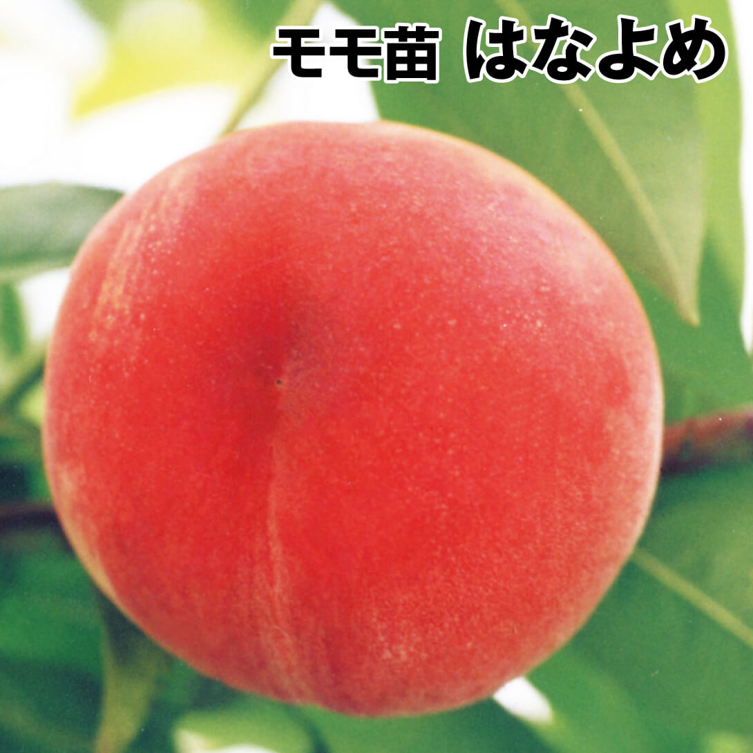 果樹苗 モモ はなよめ 1株