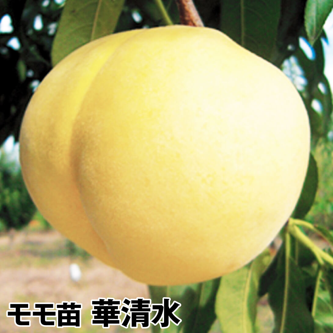 果樹苗 モモ 華清水 1株