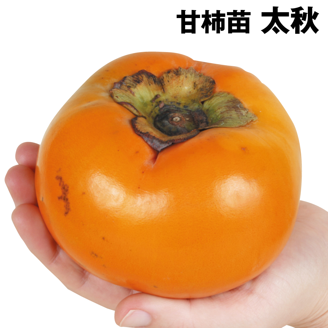 果樹苗 カキ 完全甘柿 太秋 1株