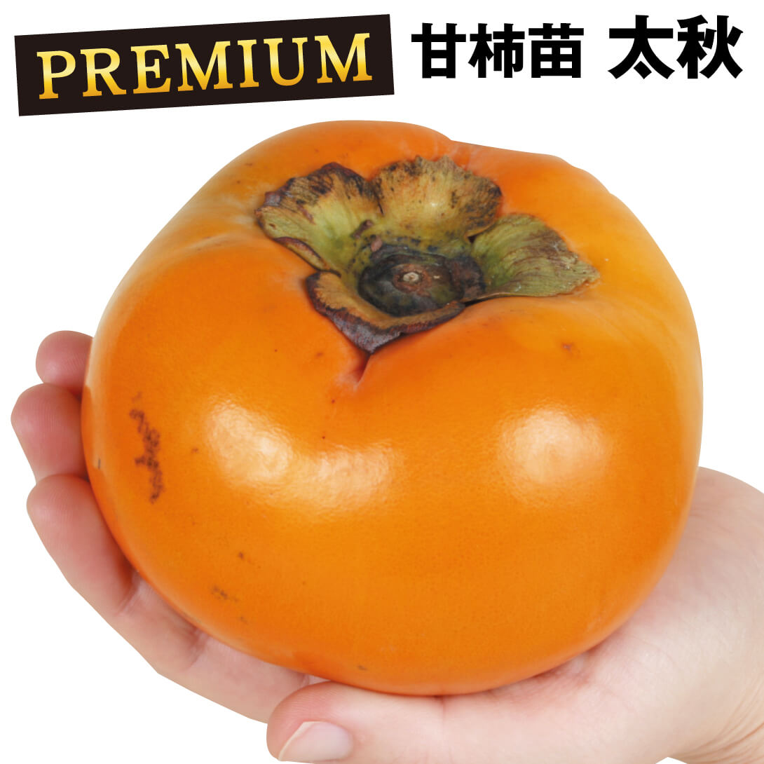 果樹苗 カキ 完全甘柿 太秋 プレミアム苗 1株