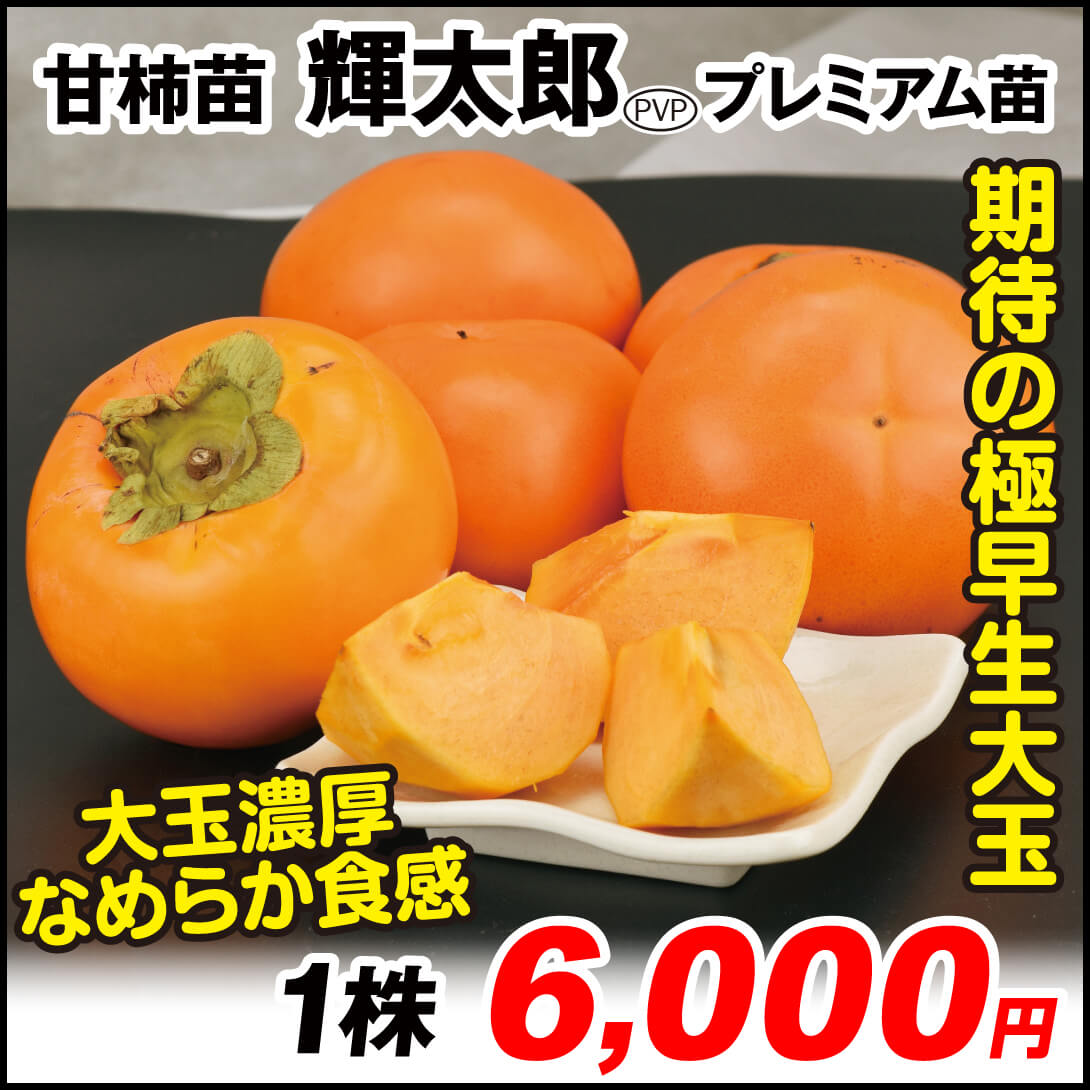 輝太郎プレミアム 甘柿