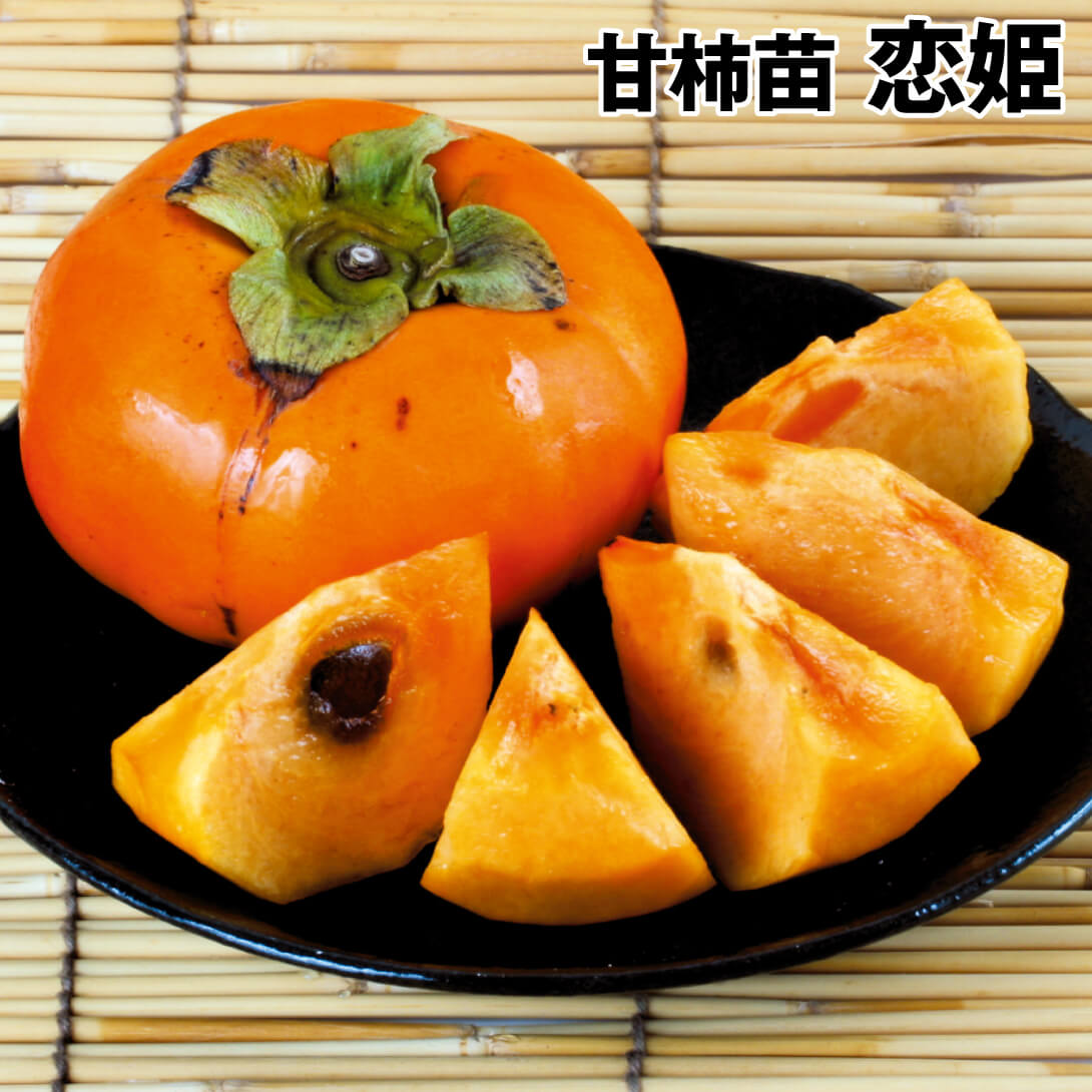 果樹苗 カキ 完全甘柿 恋姫 1株