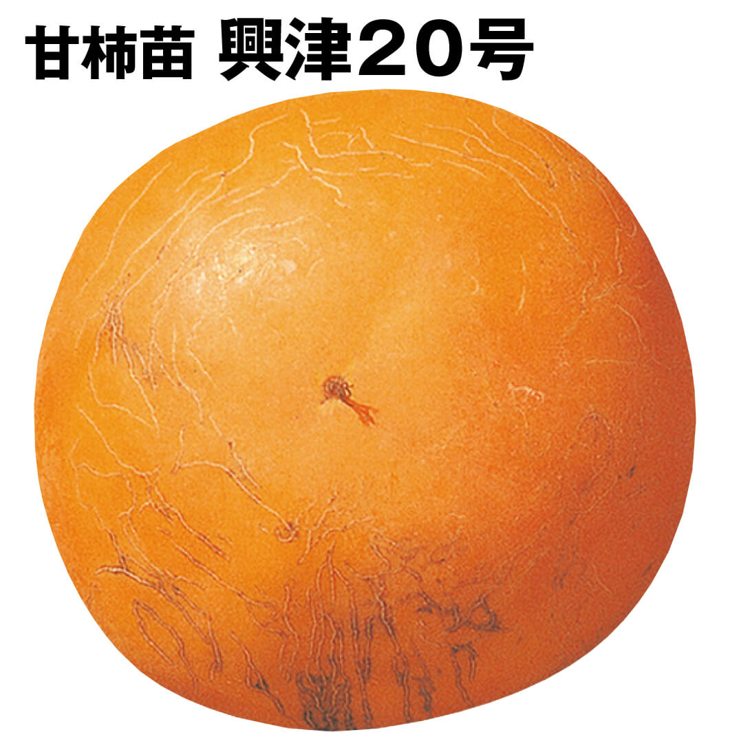 果樹苗 カキ 完全甘柿 興津20号 1株