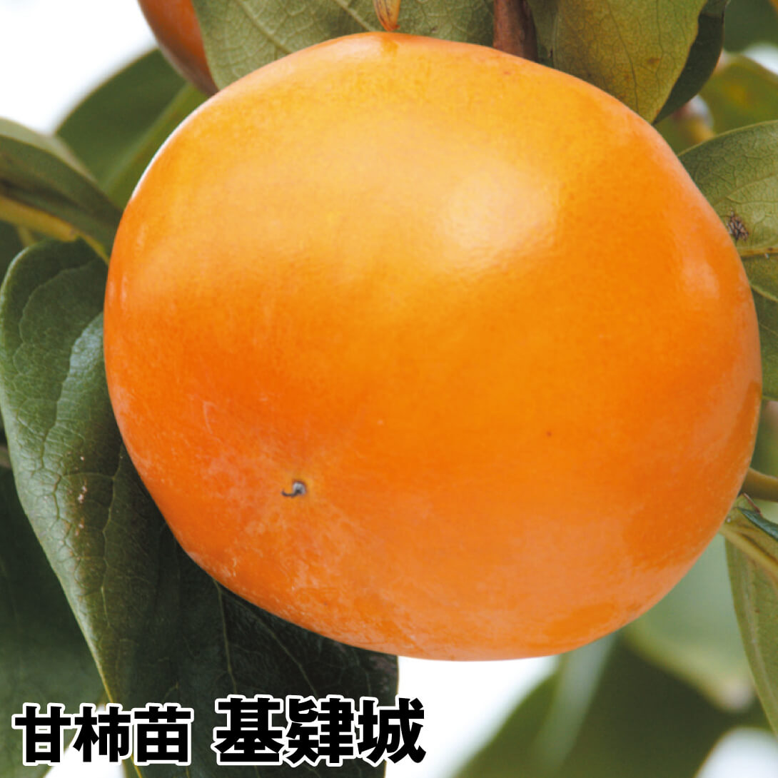 果樹苗 カキ 完全甘柿 基肄城 1株