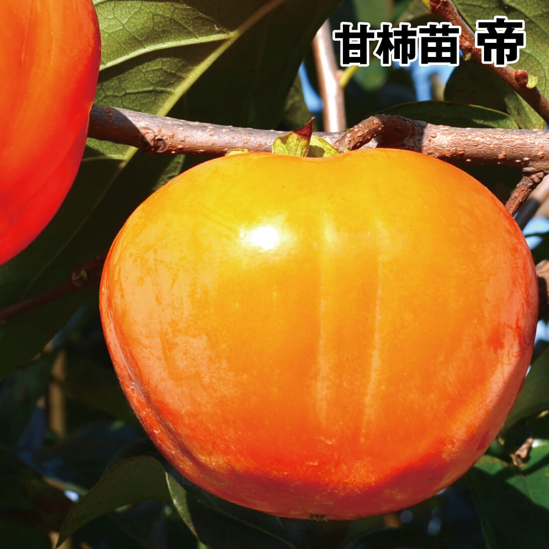 果樹苗 カキ 完全甘柿 帝 1株
