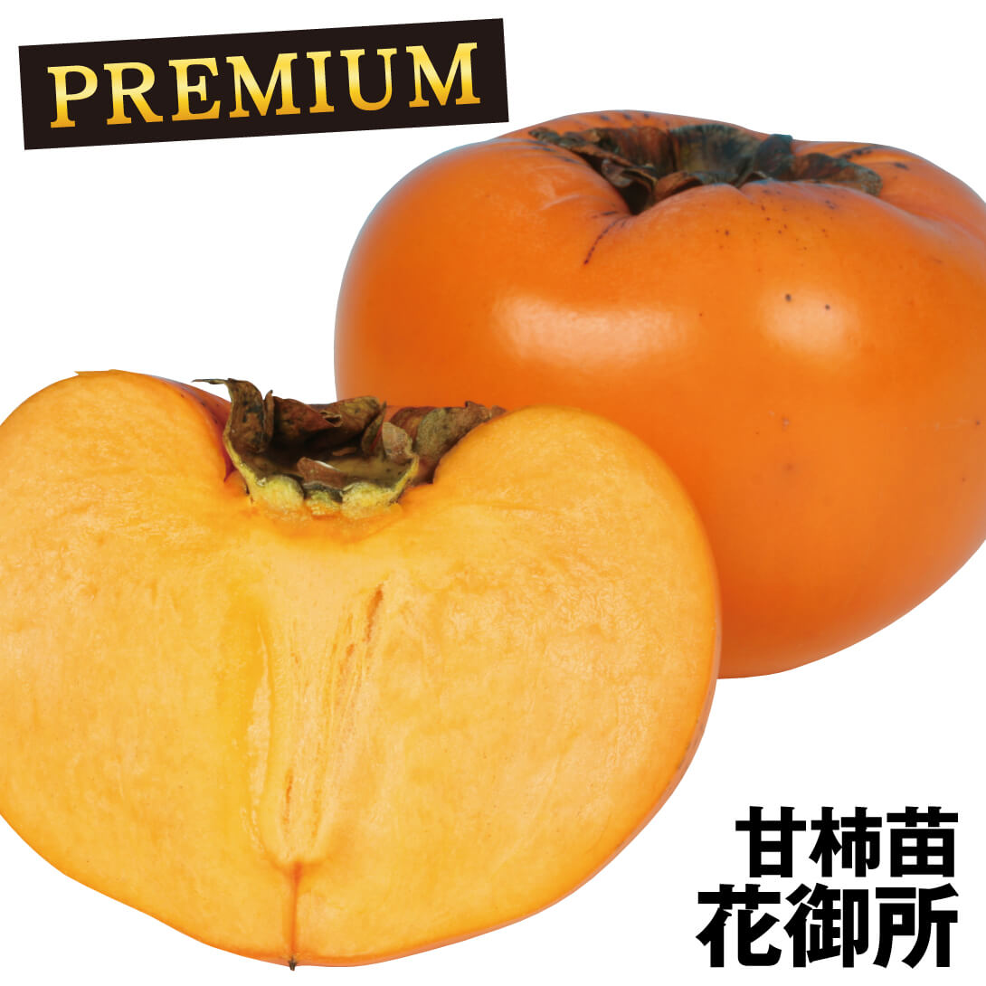 果樹苗 カキ 完全甘柿 花御所プレミアム苗 1株