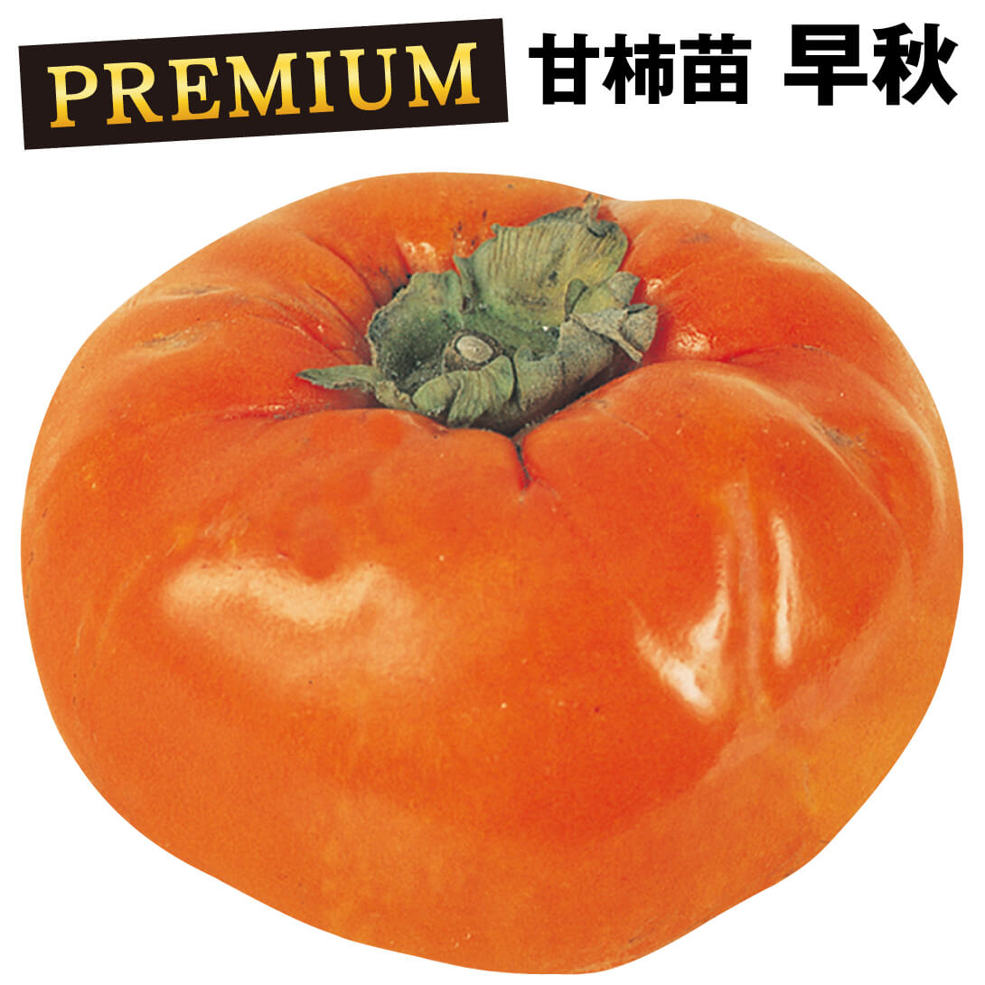 果樹苗 カキ 甘柿 早秋PVP プレミアム苗 1株