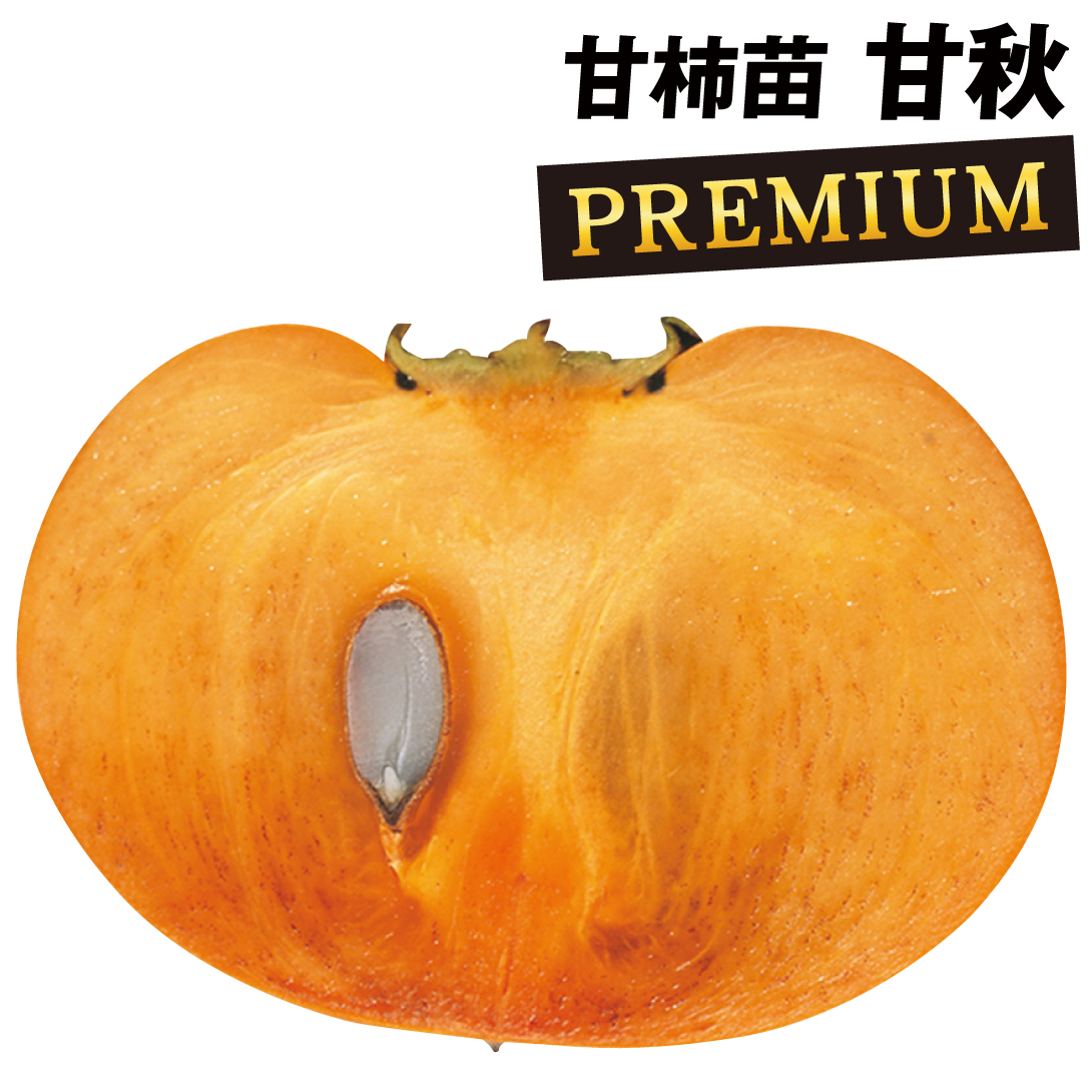 果樹苗 カキ 甘柿 甘秋PVP プレミアム苗 1株