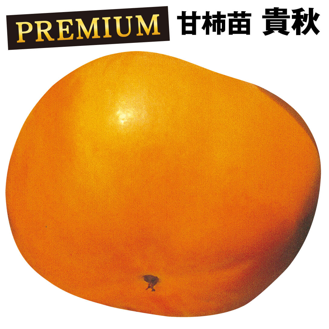 果樹苗 カキ 甘柿 貴秋PVP プレミアム苗 1株