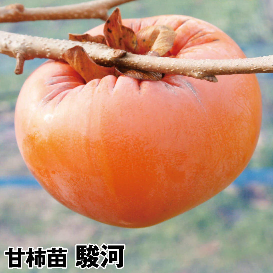 果樹苗 カキ 甘柿 駿河 1株
