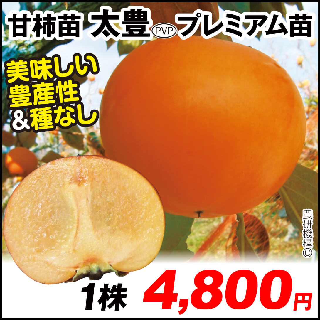 太豊プレミアム 甘柿