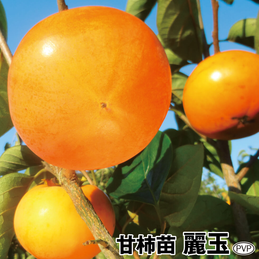 果樹苗 カキ 甘柿 麗玉PVP 1株