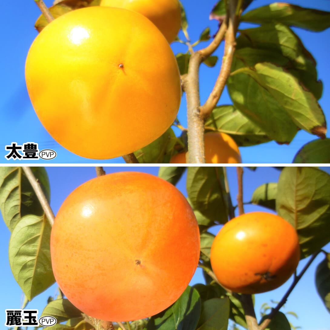 果樹苗 カキ タネなし甘柿セット 2種2株