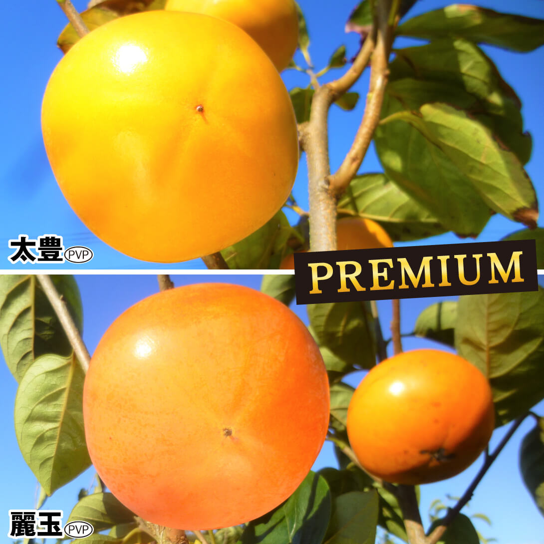果樹苗 カキ タネなし甘柿プレミアム苗セット 2種2株