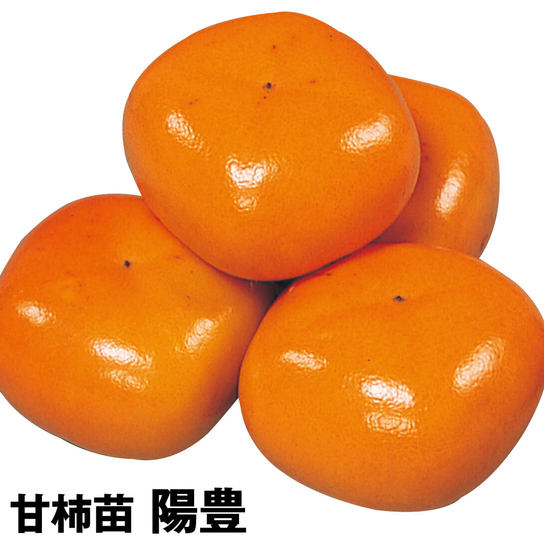 果樹苗 カキ 甘柿 陽豊 1株
