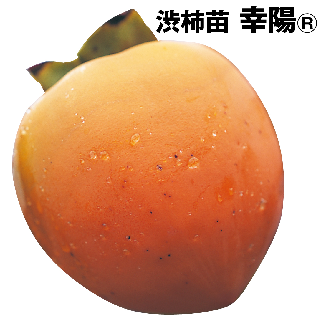 果樹苗 カキ 渋柿 幸陽R 1株