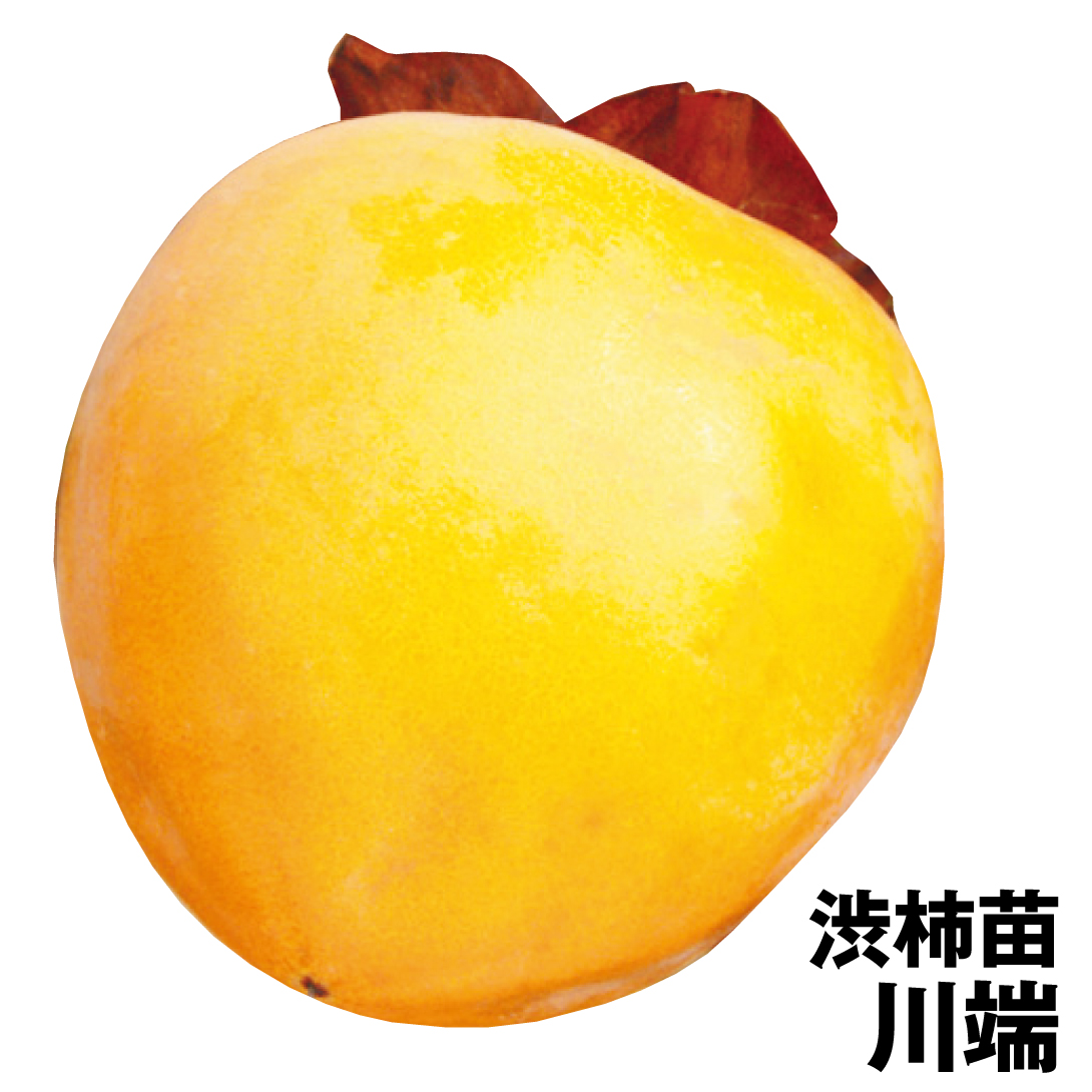 果樹苗 カキ 渋柿 川端 1株