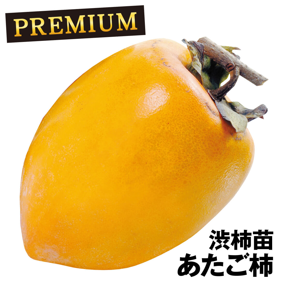 果樹苗 カキ 渋柿 あたご柿プレミアム苗 1株