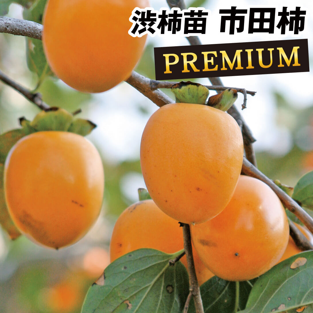 果樹苗 カキ 渋柿 市田柿プレミアム苗 1株