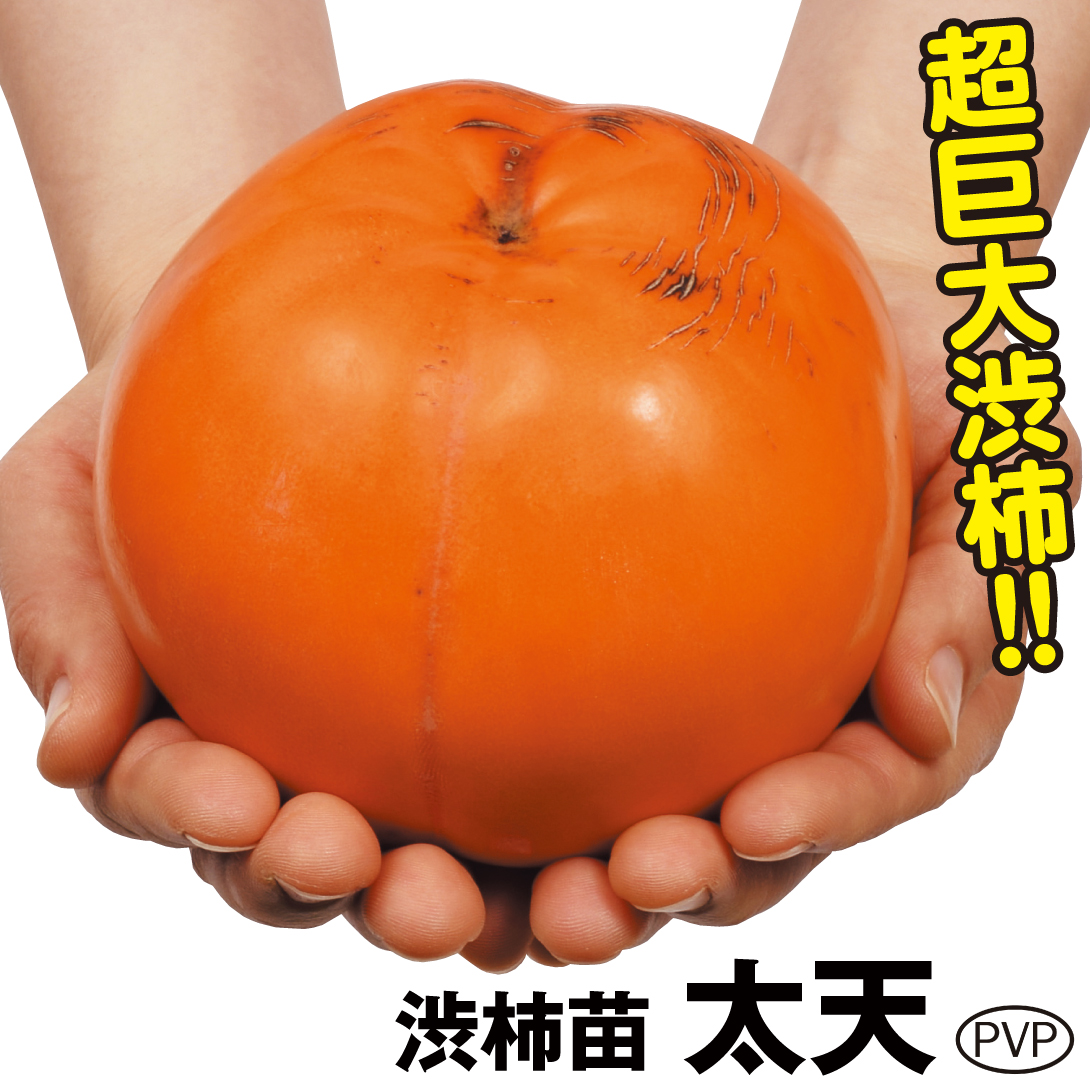 果樹苗 カキ 渋柿 太天PVP 1株
