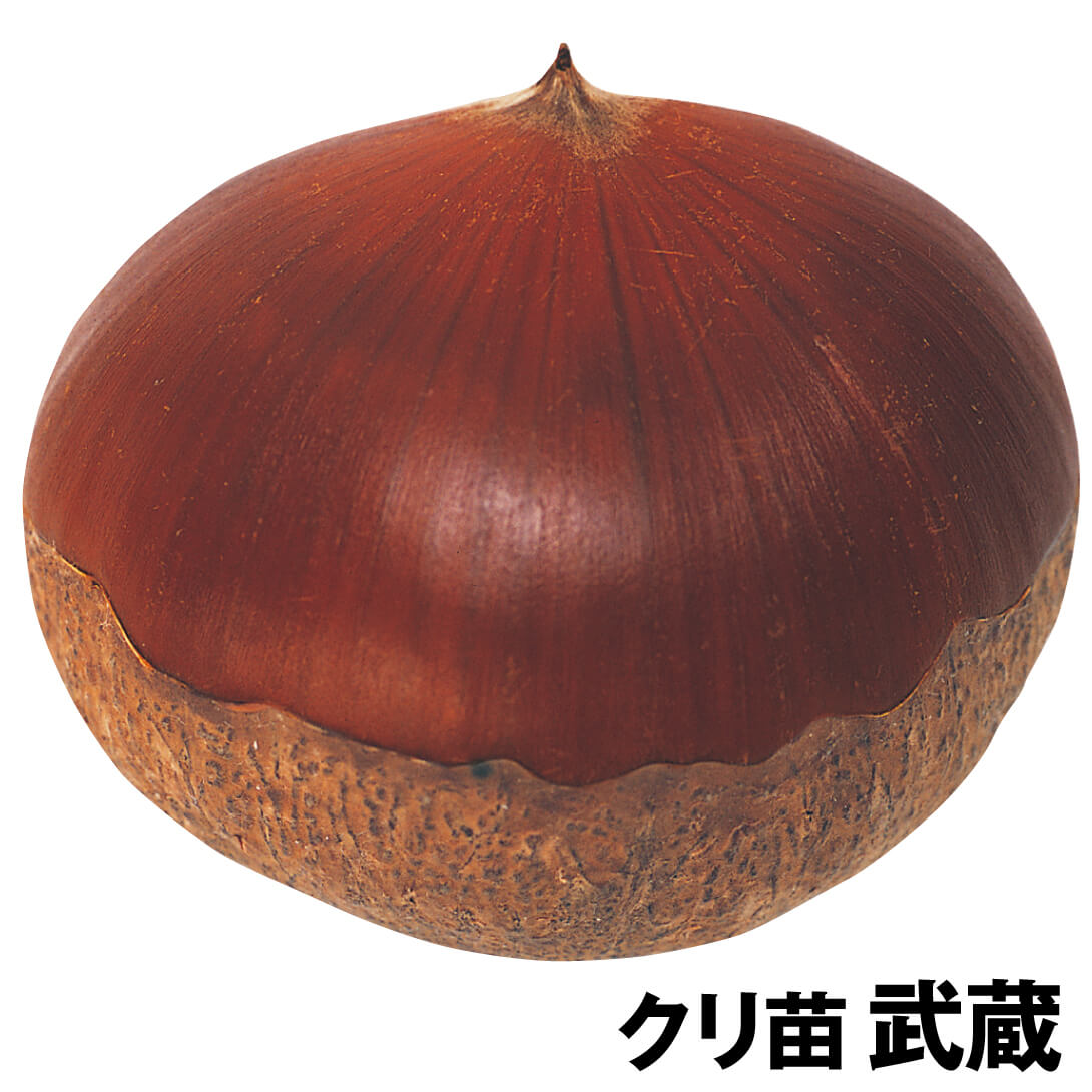 果樹苗 クリ 武蔵