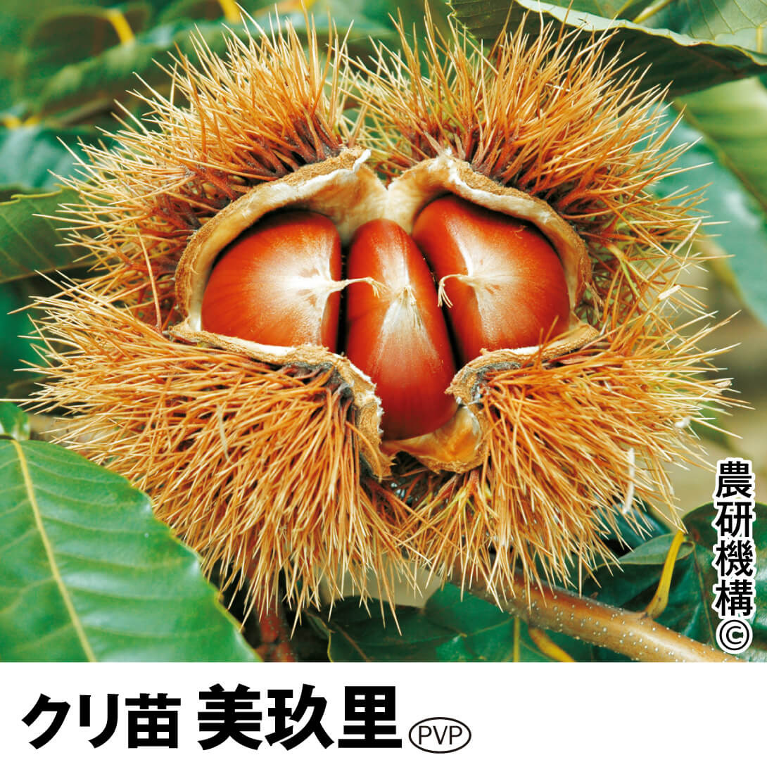 果樹苗 クリ 美玖里PVP 1株