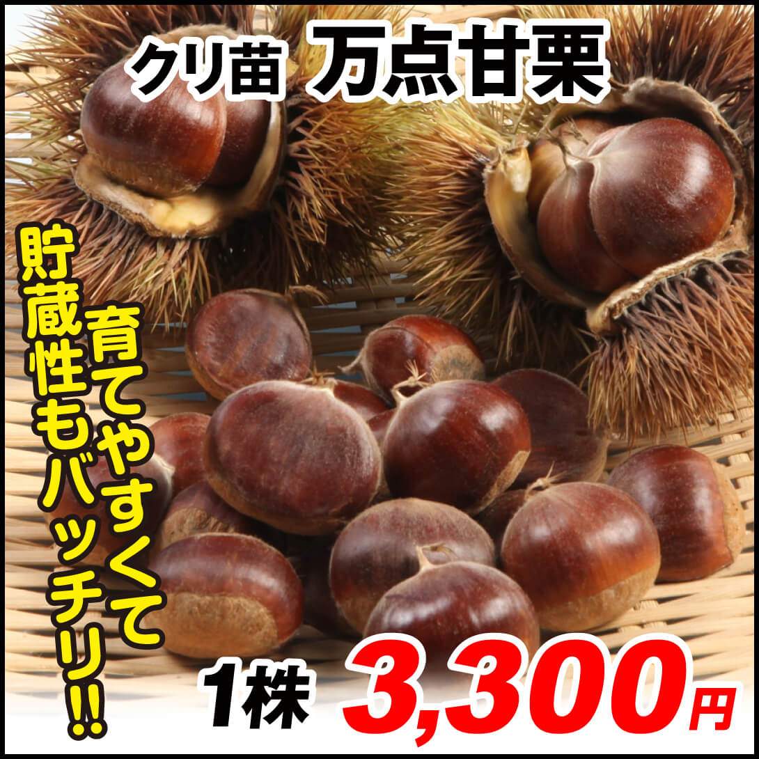 万点甘栗