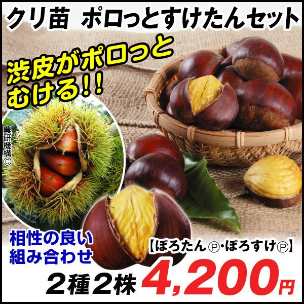 ポロッとすけたんセット
