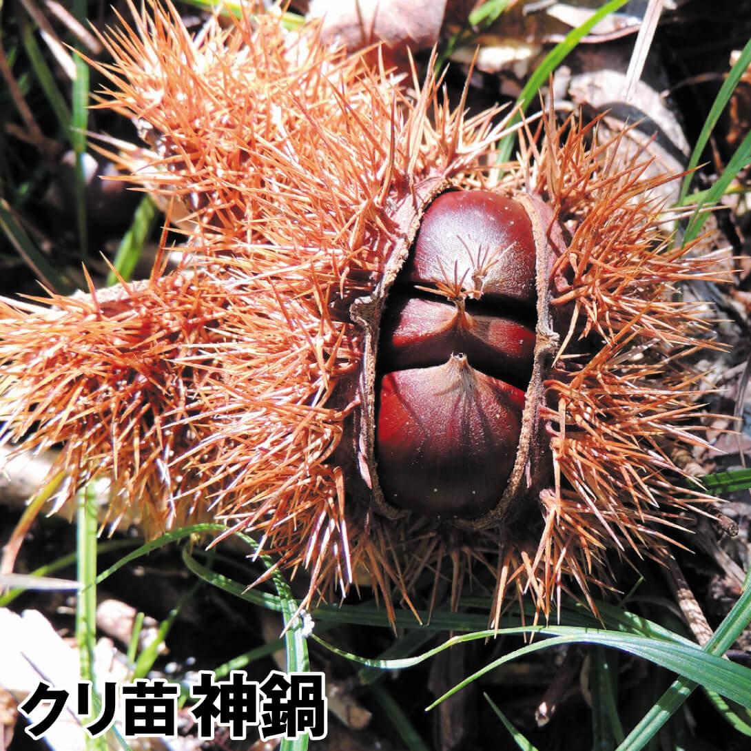 果樹苗 クリ 神鍋 1株